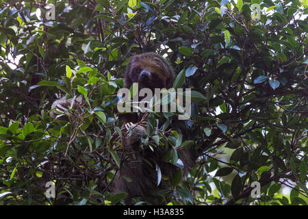 Un marrone-throated sloth facce la fotocamera mentre si mangia in alto in un albero in Finca Verde, Costa Rica. Foto Stock