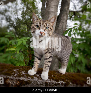 Giovani Tabby Cat, Reykjavik, Islanda Foto Stock