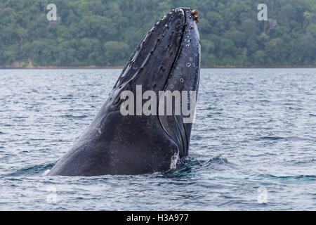 Close-up di un Humpback Whale violare al largo di Guanacaste in Costa Rica. Foto Stock