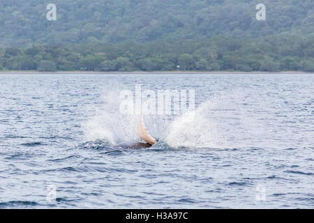 Pinna di una megattera slam superficie degli oceani al largo di Guanacaste in Costa Rica. Foto Stock