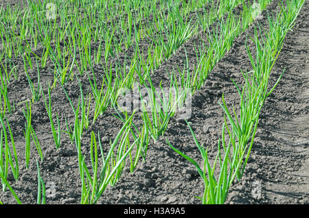 Giovani germogli di cipollotti nel giardinaggio dei terreni agricoli in primavera Foto Stock