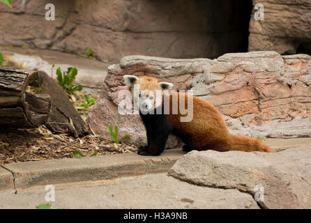 Un panda rosso guardando dalla sua gabbia presso lo Zoo di Denver Foto Stock