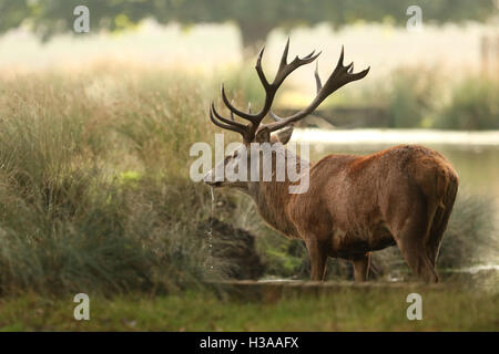 Un cervo rosso cervo (Cervus elaphus) avente una bevanda di acqua in un stagno. Foto Stock