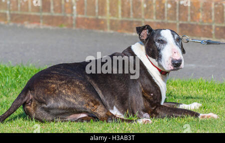 Vista laterale di un inglese Bull Terrier cane posa sull'erba. Foto Stock