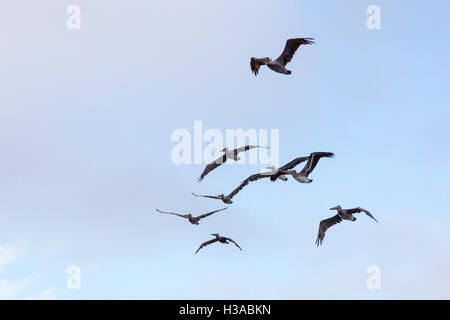 Brown pellicani (Pelecanus occidentalis) volando sopra San Francisco, California, Stati Uniti d'America in serata. Foto Stock