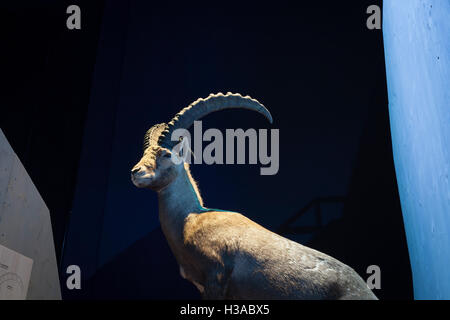 Farcite stambecco (Capra ibex) maschio. Haus der Berge. Parco Nazionale di Berchtesgaden. Alta Baviera. Germania. Foto Stock