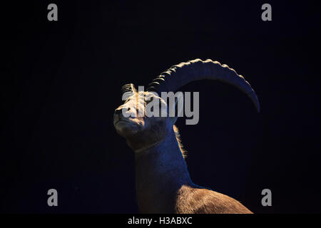 Farcite stambecco (Capra ibex) maschio. Haus der Berge. Parco Nazionale di Berchtesgaden. Alta Baviera. Germania. Foto Stock