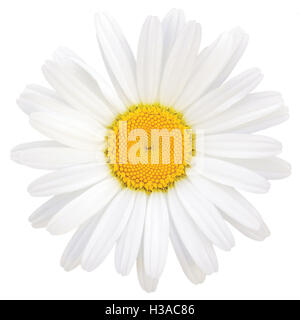 Oxeye Daisy Leucanthemum vulgare Lam., isolato Macro Closeup, testa di fiori e petali, grande studio dettagliato Shot Foto Stock