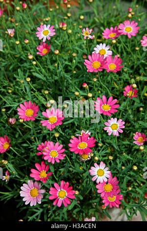 Bellissimi fiori nei giardini del Castello di Drottningholm, durante una crociera quotidiana al lago Malaren da Stoccolma, Svezia. Foto Stock