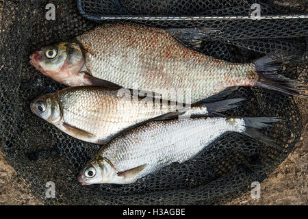 Pesci di acqua dolce appena preso dall'acqua. Diverse orate di pesce e di argento o di orate saraghi su sfondo naturale. Foto Stock