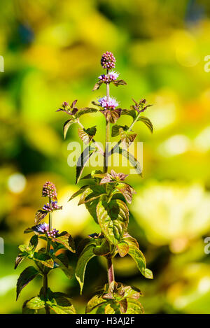 Acqua menta Mentha aquatica in uno stagno in Nord Lancashire England Regno Unito Foto Stock