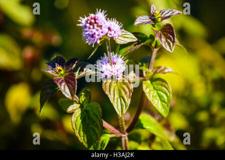 Acqua menta Mentha aquatica in uno stagno in Nord Lancashire England Regno Unito Foto Stock