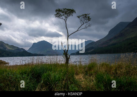 Un lone tree sulle rive dell'acqua Buttermere nel distretto del lago, con un cielo turbolento Foto Stock