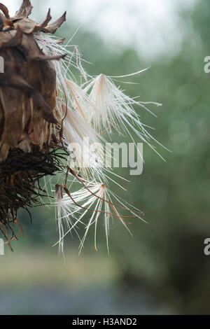 Cynara cardunculus. Dead appassite di carciofi cardo / fiore in autunno Foto Stock