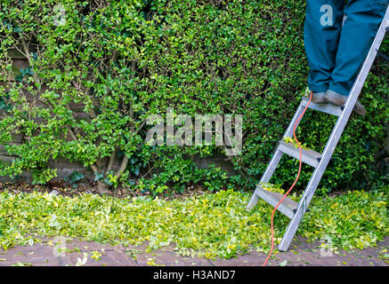 Giardiniere fino una scaletta rifilatura una siepe Foto Stock