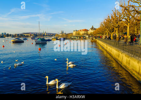 ZURICH, Svizzera - 27 dicembre 2015: Tramonto scena presso la banca del lago di Zurigo, con cigni, Abitanti e visitatori e la vecchia c Foto Stock