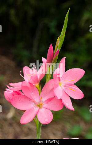 Fiori di colore rosa della fioritura autunnale Kaffir lily, Hesperantha (Schizostylis coccinea) 'Sunrise' Foto Stock