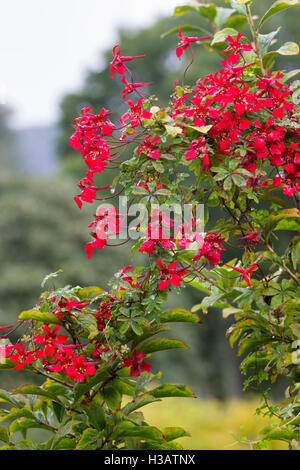 Fiori di colore rosso delle piante erbacee arrampicata fiamma scozzese fiore, Tropaeolum speciosum Foto Stock