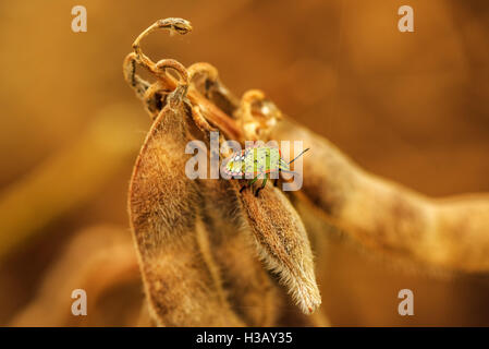 Il fetore bug su mature baccelli di semi di soia, comune di pest coltivati in agricoltura biologica la crescita di raccolto Foto Stock