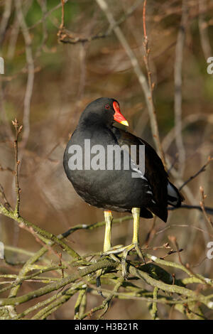 Moorhen Gallinula chloropus arroccato su una boccola nella luce del pomeriggio Foto Stock