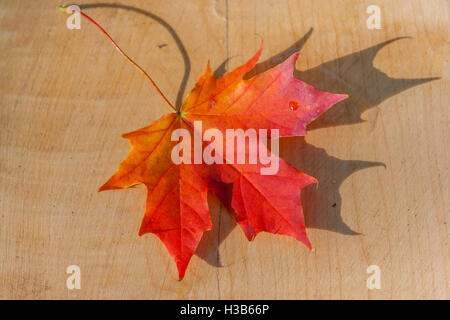 Autunno maple leaf su sfondo di legno Foto Stock