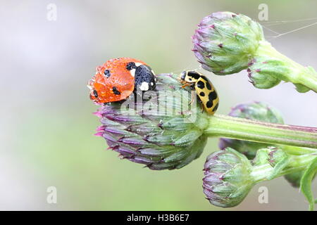 Ladybird e ladybeetle Foto Stock