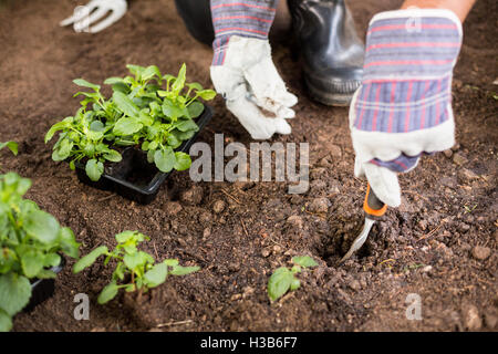 Immagine ritagliata di giardiniere di scavare il suolo durante la semina Foto Stock
