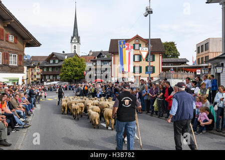 Kerns, Svizzera - 1 Oktober 2016: gli agricoltori con un branco di pecore in transumanza annuale a Kerns sulle alpi svizzere Foto Stock