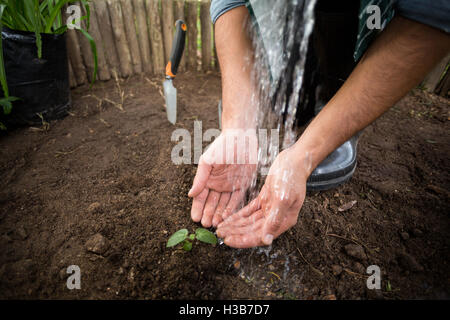 Giardiniere alberello di irrigazione in serra Foto Stock
