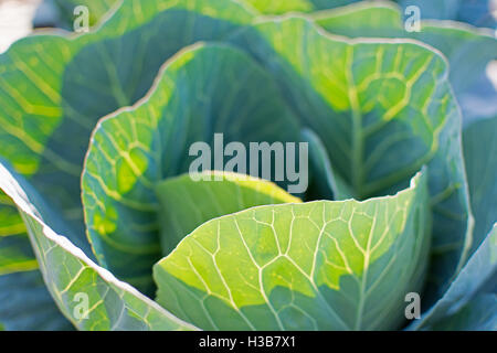 Fresche biologiche cavolo verde nel giardino vegetale Close Up Foto Stock
