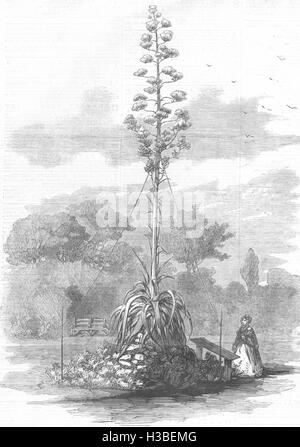 LONDON American Aloe in fiore Gdns del Royal Botanic Society, Regents Park 1858. Il Illustrated London News Foto Stock