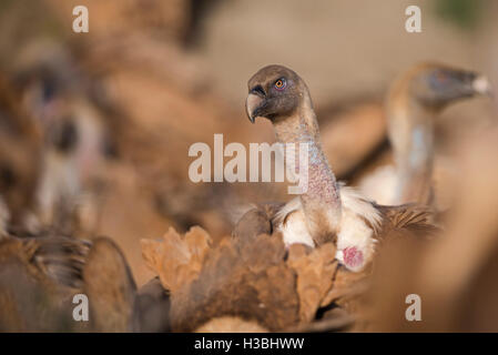 Grifone, Gyps fulvus in pre-Pirenei vicino a Solsona, Catalogna, Spagna Marzo Foto Stock