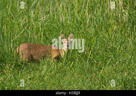 Acqua cinese Deer Foto Stock