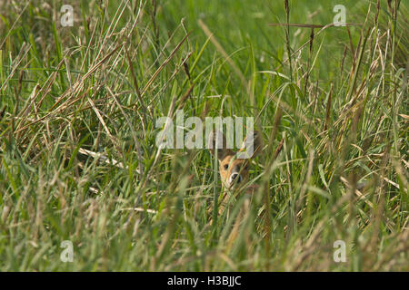 Acqua cinese Deer Foto Stock