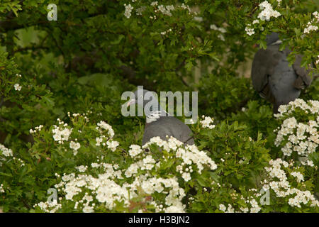 Comune il colombaccio Columba palumbus tra biancospino nella primavera del Regno Unito Foto Stock