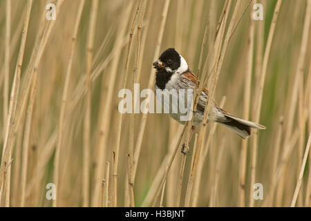 Reed Bunting Emberiza schoeniclus maschio per portare cibo a nido Titchwell RSPB Riserva Norfolk Giugno Foto Stock