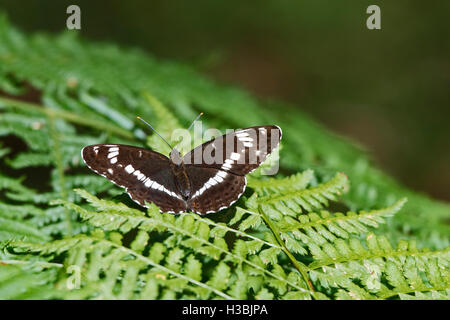 White Admiral Limenitis camilla nel bosco in North Norfolk estate Foto Stock