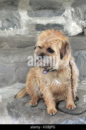 Border Terrier dog sitter su un gradino di pietra Foto Stock