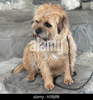 Border Terrier dog sitter su un gradino di pietra Foto Stock