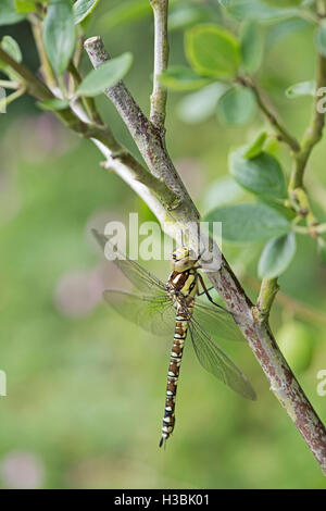 Southern Hawker Libellula Aeshna cyanea su susino nel giardino estivo di Norfolk Foto Stock