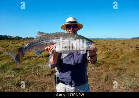 Un pescatore tenendo un grande Striped Bass il pesce da Minas Basin, Baia di Fundy, Nova Scotia, Canada