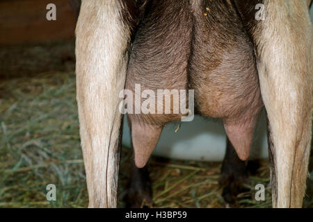 Una mammella su una capra femmina Foto Stock