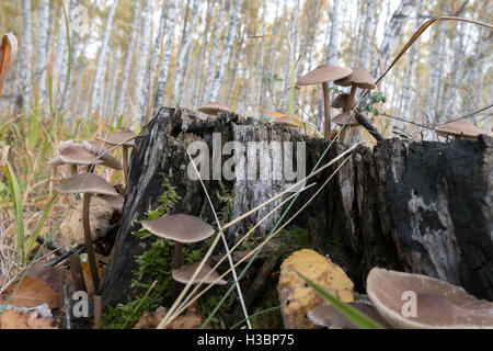 I funghi velenosi crescono su un vecchio ceppo nel bosco Foto Stock