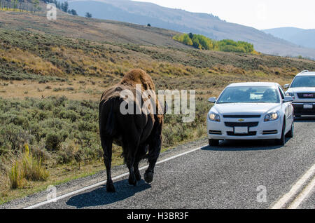 Bison buffalo (Bison bison) sull'autostrada con vetture di Lamar Valley, il Parco Nazionale di Yellowstone, Wyoming negli Stati Uniti. Foto Stock