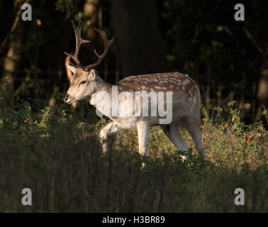 Brentwood, 5 ottobre 2016, cervi nel parco a Brentwood Foto Stock