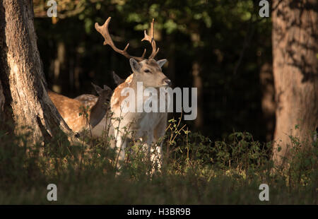 Brentwood, 5 ottobre 2016, cervi nel parco a Brentwood Foto Stock