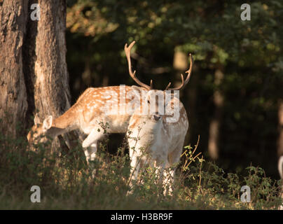 Brentwood, 5 ottobre 2016, cervi nel parco a Brentwood Foto Stock