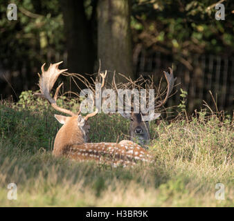 Brentwood, 5 ottobre 2016, cervi nel parco a Brentwood Foto Stock