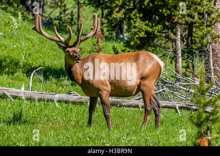 Elk (Cervus canadensis) vicino al lago di villaggio, il Parco Nazionale di Yellowstone, Wyoming negli Stati Uniti. Foto Stock