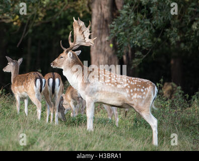 Brentwood, 5 ottobre 2016, cervi nel parco a Brentwood Foto Stock